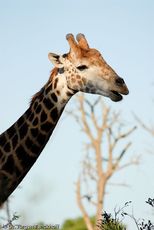Giraffe (60 von 94).jpg